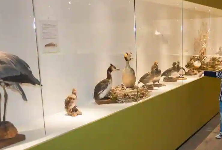 hotels near shri ram janmabhoomi mandir ayodhya